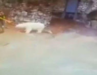 Прибиральниця у зоопарку прогнала білого ведмедя віником (відео)