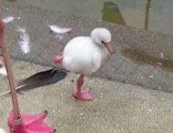 Маленький фламінго, який вперше намагається стати на одну ногу, потрапив на відео