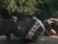 У сафарі-парку носоріг тричі перевернув машину зі доглядачем (відео)