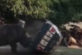 У сафарі-парку носоріг тричі перевернув машину зі доглядачем (відео)