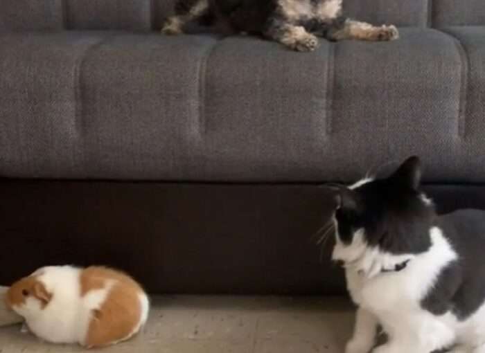 Кіт вирішив напасти на морську свинку, але він не очікував, що її старанно охороняє песик Кіт вирішив напасти на морську свинку, але він не очікував, що її старанно охороняє песик