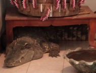 Таєць тримає вдома як вихованця величезного крокодила (відео)