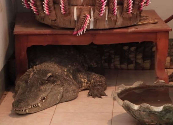 Таєць тримає вдома як вихованця величезного крокодила (відео) Таєць тримає вдома як вихованця величезного крокодила (відео)