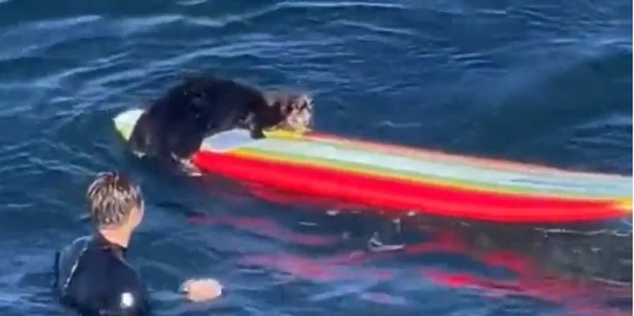 Хоче покататися. Морська видра відбирає дошки у серферів у Каліфорнії (відео)