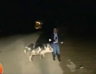 Відео: свиня напала на грецького журналіста у прямому ефірі