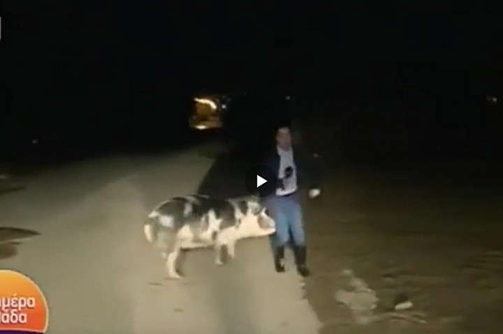 Відео: свиня напала на грецького журналіста у прямому ефірі Відео: свиня напала на грецького журналіста у прямому ефірі