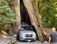 Позашляховик несподівано застряг у стволі 2500-річного дерева: курйозне відео