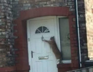 Британець навчив кішку стукати у двері (відео)