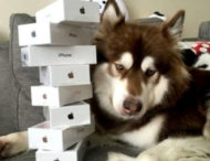 Син мільярдера з КНР купив своєму псові вісім iPhone