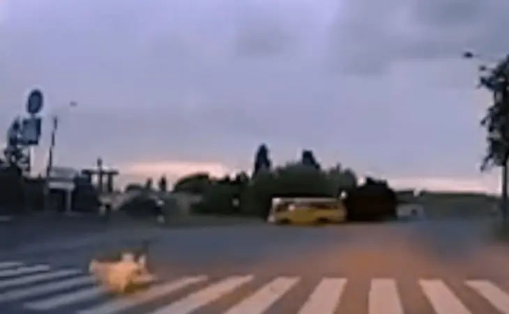 Новий хіт у Київі: собаки показали, як треба переходити дорогу (ВІДЕО)