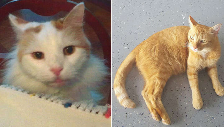 Американка залишила своїм котам спадок у $300 тисяч Американка залишила своїм котам спадок у $300 тисяч