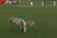 Футбольний матч спробували зірвати кінь та двох собак (відео)