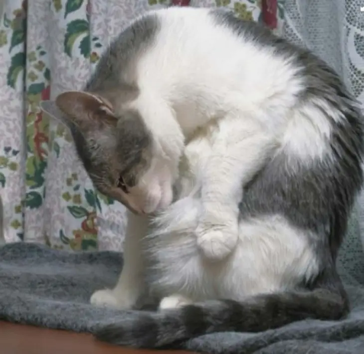 Мережі в захваті від кішки, яка протестує проти «ніжностей» (ВІДЕО)