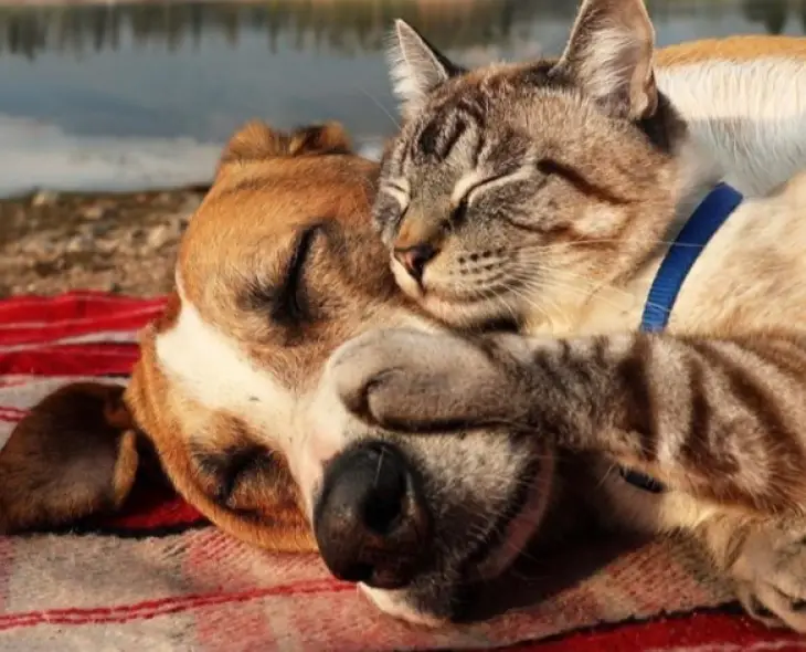 Мережі підкорив кіт, який обожнює обіймашки з собакою (ВІДЕО)