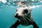 Дитинча тюленя каталося на дошці разом із серферами (відео)