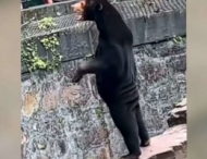 Ведмедя в китайському зоопарку прийняли за людину в костюмі