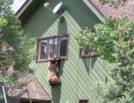 У США ведмідь заліз до будинку, з’їв відбивні та потім втік через вікно (відео)