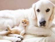 Нерозлучні кіт і собака завоювали instagram (відео)