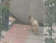 Сторожовий пес поділився з бездомним котом їжею та підкорив мережа (відео)