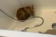Несподіваний гість: британська сім’я знайшла у своїй ванній загублене дитинча лисиці (фото)