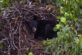 Ведмідь забрався в гніздо орлана і там заснув