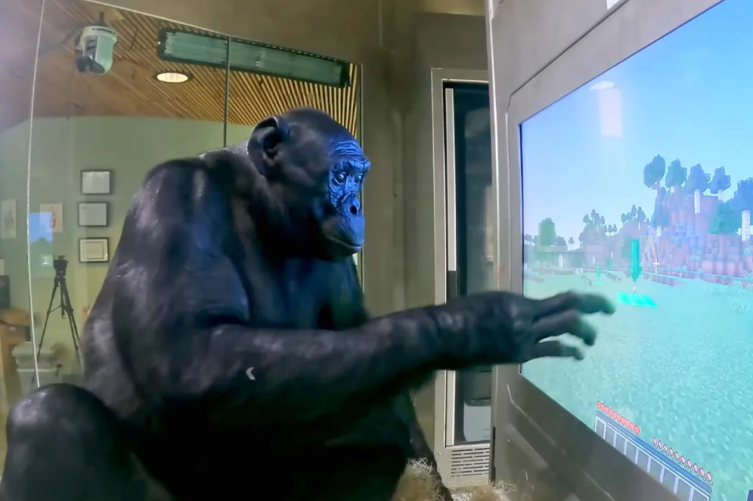 YouTube-блогер навчив шимпанзе грати в Minecraft. Відео