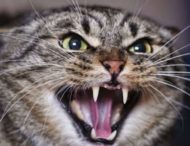 Спокою кінець: семеро цуценят-непосид оточили кішку (відео)