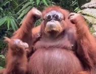 Самка орангутангу з індонезії стала зіркою інтернету