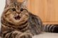 Знайдено найнезграбнішу у світі кішку (ВІДЕО)
