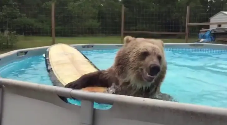 Сети покорил медведь, решивший освежиться в бассейне