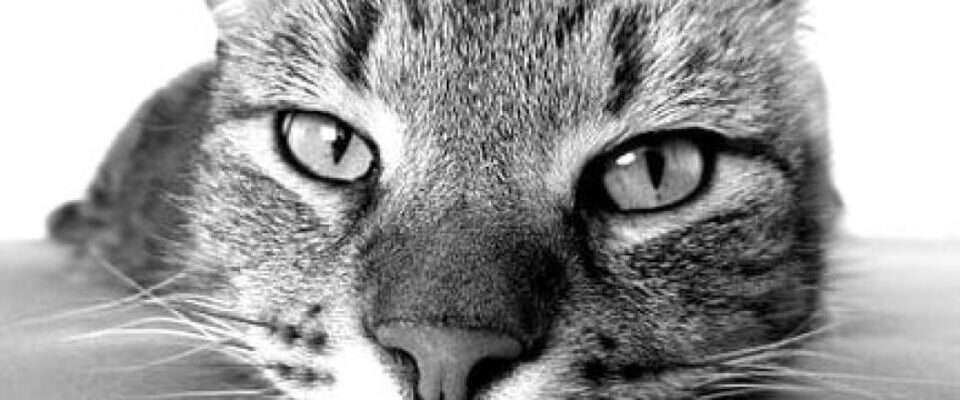 Спортивний кіт показав, як правильно качати прес (відео) Спортивний кіт показав, як правильно качати прес (відео)