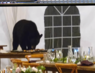 Ведмідь «завітав» на весілля та з’їв десерти (кумедне відео)