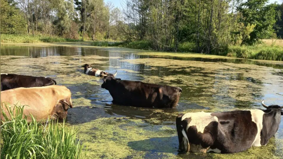 Українці показали, як їхні корови приймають водні процедури у спеку
