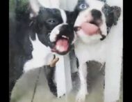 Новий хіт: собаки намагаються з’їсти слимака, який знаходиться по інший бік скла (ВІДЕО)