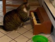 Кіт навчився грати на піаніно, щоб нагадувати господині, що час обідати (ВІДЕО)