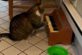 Кіт навчився грати на піаніно, щоб нагадувати господині, що час обідати (ВІДЕО)