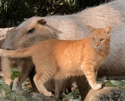 Капібари прихистили безпритульного кота