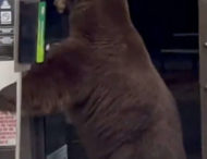 Ведмідь у магазині скористався санітайзером: кумедне відео
