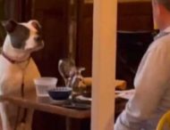 Мережа підкорив житель Нью-Йорка, який повечеряв із собакою у ресторані (ВІДЕО)
