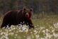 Фермер знайшов креативний спосіб використовувати любов ведмедів до меду (ВІДЕО)