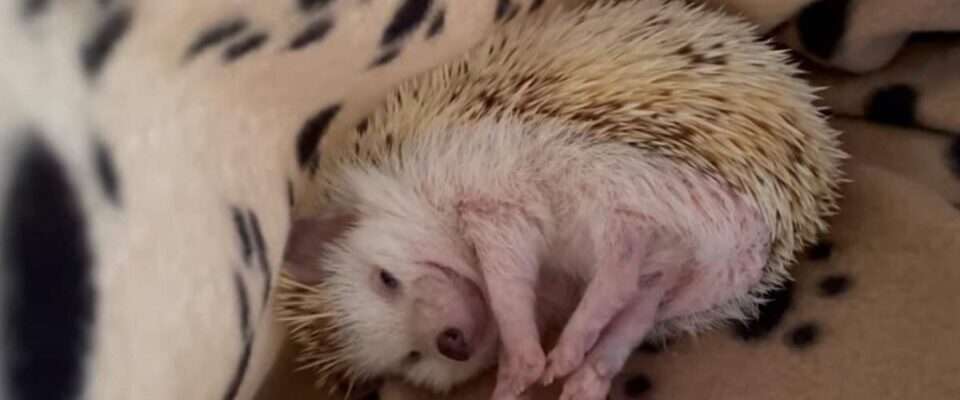 Їжачок, що посміхається, став новою зіркою Мережі (ВІДЕО) Їжачок, що посміхається, став новою зіркою Мережі (ВІДЕО)