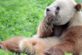 Мережу повеселила спляча панда, що балансує на колоді (ВІДЕО)