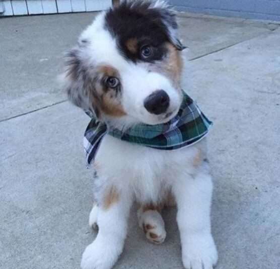 Мережу насмішило щеня, не здатне всидіти на місці (ВІДЕО) Мережу насмішило щеня, не здатне всидіти на місці (ВІДЕО)