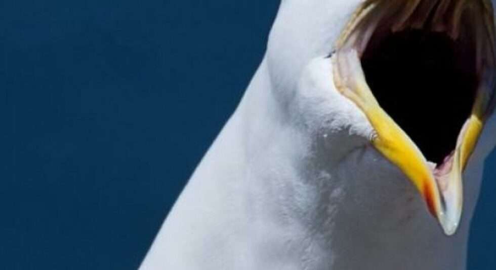 Зухвала чайка вирішила «відпочити» на голові у моряка (ВІДЕО) Зухвала чайка вирішила «відпочити» на голові у моряка (ВІДЕО)