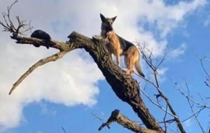 Мережі розсмішив собака, який виліз на верхівку дерева (ФОТО)
