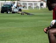 У Флориді алігатор перервав тренування футболістів (ВІДЕО)
