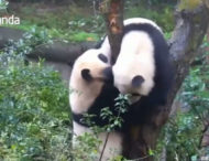Відео: панди влаштували «бій» за право сісти на дереві