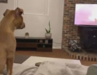 Собака зворушився сценою з мультфільму «король лев» (відео)
