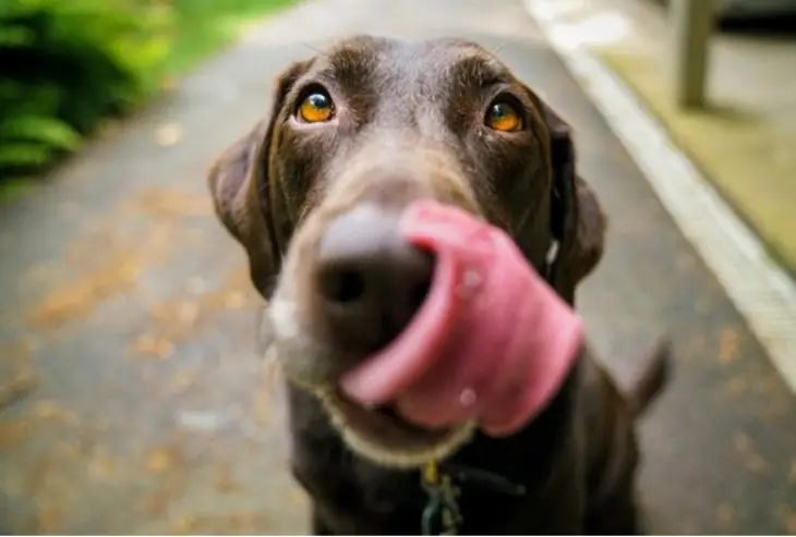 Кумедна реакція буркотливого собаки на звуки труби (ВІДЕО)