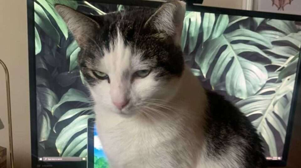 Кішка стала активним учасником робочого чату: їй було що сказати (ФОТО) Кішка стала активним учасником робочого чату: їй було що сказати (ФОТО)